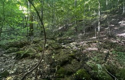 Tbd Clinch Mountain Road, Eidson, TN 37731