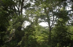0 Lowesville Road, Piney River, VA 22964