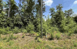 Magnolia Lane, Marianna, FL 32448