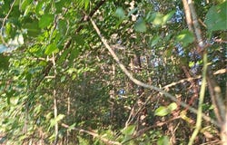 00 NC Highway 268, Pilot Mountain, NC 27401