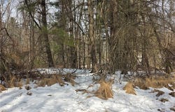 Bennett Lane, Sparta, NC 28627