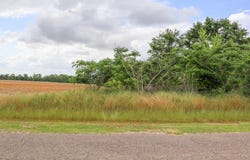 000 36 Acres Rice Road, Taylor, AL 36301