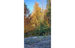 Steinfeldt Lane, Long Lake, NY 12847