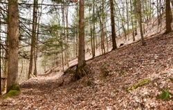 1897 Laurel Creek Rd, Road, Vanceburg, KY 41179
