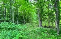Lot 4 McGregor Road, Johnstown, NY 12078