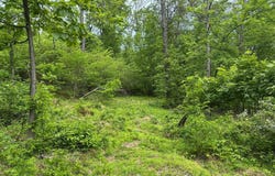 389.2 ACRES WOODMONT ROAD, GREAT CACAPON, WV 25422
