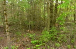 Tamarack Trail lot: 749, Beaver Island, MI 49782