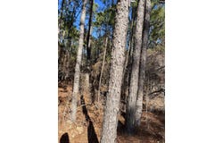 TBD Swansea Road Tract b, Swansea, SC 29160