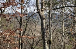Lot 51 Red Cedar Ln, Sevierville, TN 37876