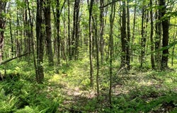 1.5 Poth Brook Lane, Williamstown, NY 13493