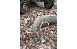 210 Acres County Road 604, Hollytree, AL 35751