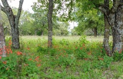 638 Vintners Way, Fredericksburg, TX 78624
