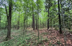 2538 Us-98, Smithdale, MS 39664