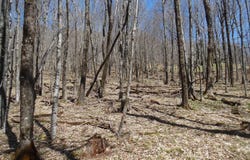 6183 Cass Road, Slatyfork, WV 26291