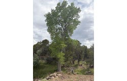 Cactus Park Road, Cedaredge, CO 81413