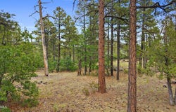 1628 CANYON VIEW Loop, Williams, AZ 86046