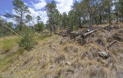 Pine Knot Trail lot: 6, Alto, NM 88312