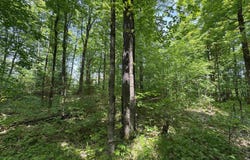 160 Acres Mead Logging, Crystal Falls, MI 49920
