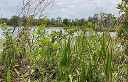 Tbd Lot 51 MALAUKA RADIAL, OCKLAWAHA, FL 32179