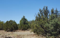17 County Road 8077, Concho, AZ 85924