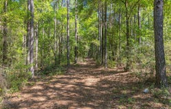 165+/- Acres Harrison Rd, Kinston, AL 36453