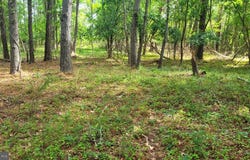 10028 N SCHOOL ROAD, DEAL ISLAND, MD 21821