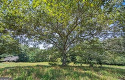 Lot 3 Old State, Talmo, GA 30575