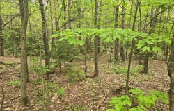 PARCEL A SCOUT ROAD, MEARS, MI 49436