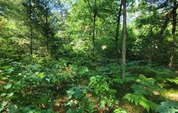 0 Chicago Avenue, Idlewild, MI 49642