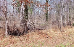 Ponderosa Road, Stoneville, NC 27048
