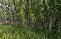 1243 Credit Hill, Townsend, GA 31331