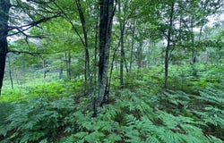 Lot 16 DADS LAKE RD, Eagle River, WI 54521