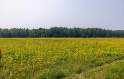 13 Acres WHITETAIL LANE, Tipler, WI 54542