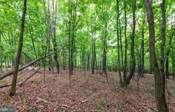 12305 BARBERS HILL ROAD, FROSTBURG, MD 21532