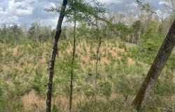 County Rd 78, Carrollton, MS 38917