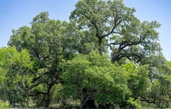 Tbd County Rd 171 RD, Nixon, TX 78140