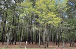 Tbd Henry Oldham Road, Bear Creek, NC 27207