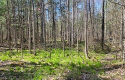 N2233 HWY 13, Ogema, WI 54459