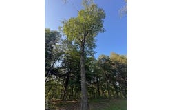 130 Steeple Point Dr. Lot #12 Drive, Defiance, MO 63341