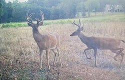 54 Acres Trainer, Bland, MO 65014