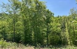 Lot 32 Timber Creek Rd, Maynardville, TN 37807