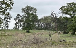 lot 203 Overhill Court, Hillister, TX 77624