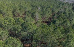 Ben Giddens Road lot: 1, Eastman, GA 31023