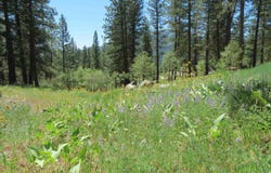 Lot 83 White Pine Dr, Garden Valley, ID 83622