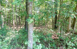 Setty Rd, Albany, OH 45710