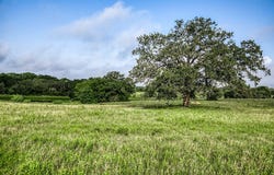 Tract 6 South Nassau Road, Round Top, TX 78954