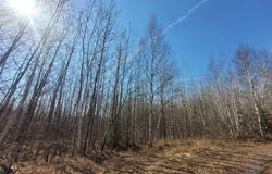 Near KNOWLES RD, Loretta, WI 54896