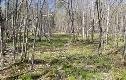 N2233 HWY 13, Ogema, WI 54459