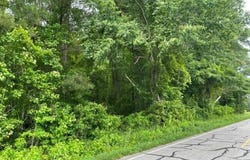Point Caswell Road, Watha, NC 28478