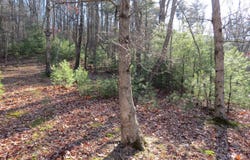 10 CEDARWOOD DRIVE ROAD, MATHIAS, WV 26812